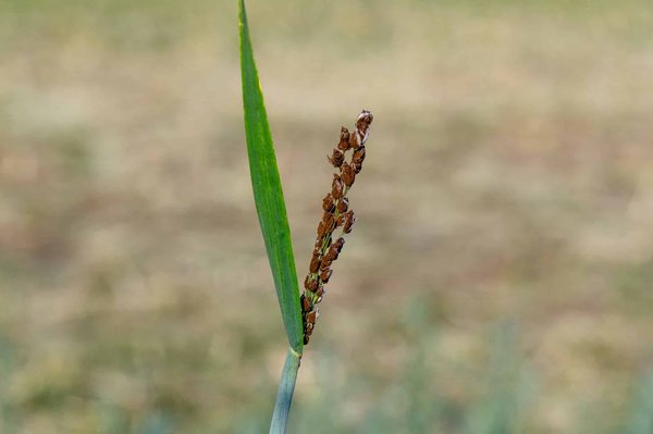 ¿Qué papel juega la robótica en el futuro de la agricultura?